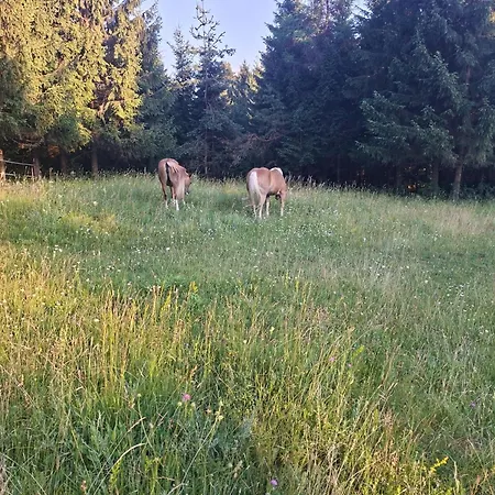 The Wood Nest - Forest View & Jacuzzi Apartamento Borovnica